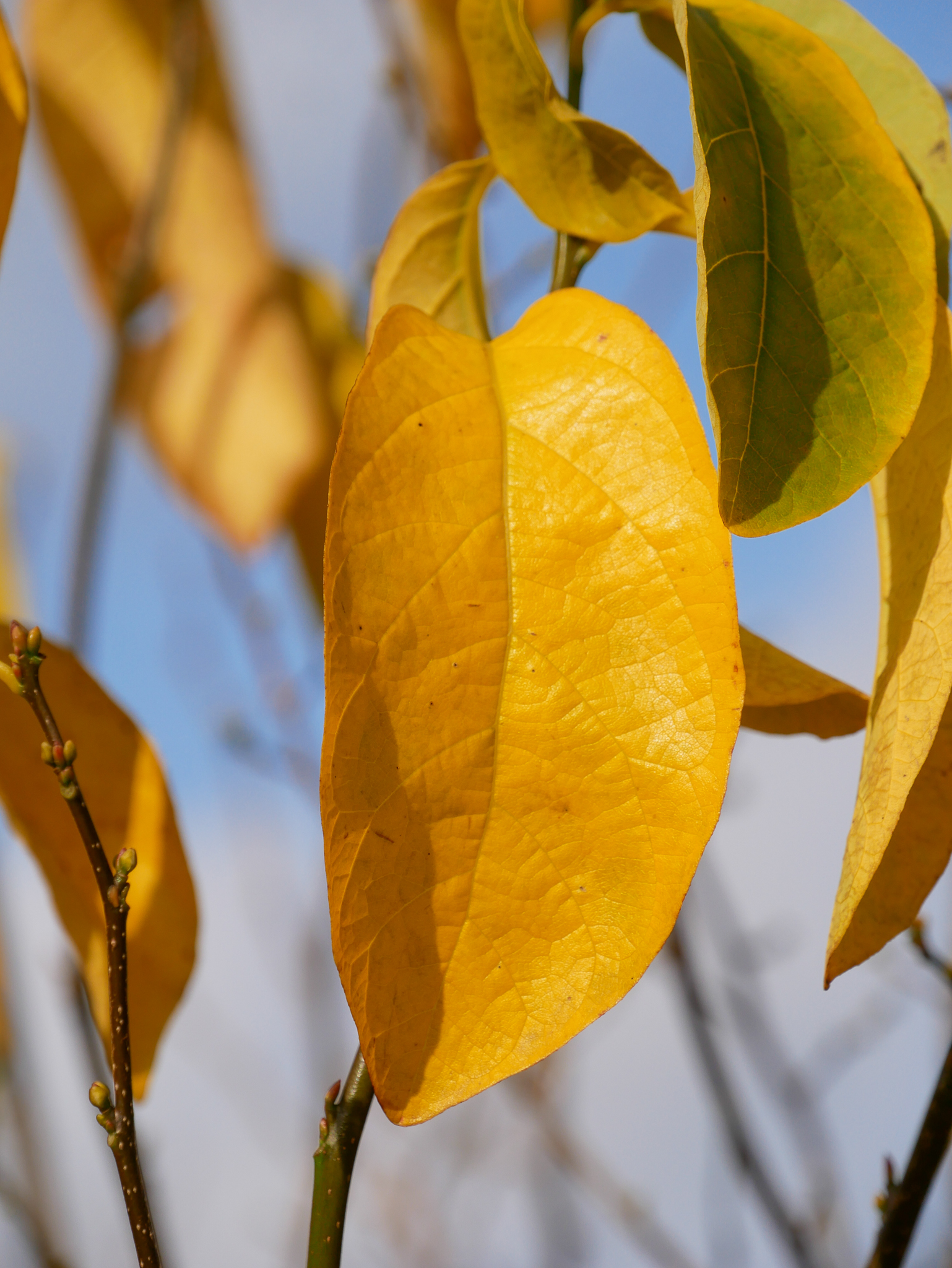 Lindera benzoin Lindera benzoin Van den Berk Nurseries